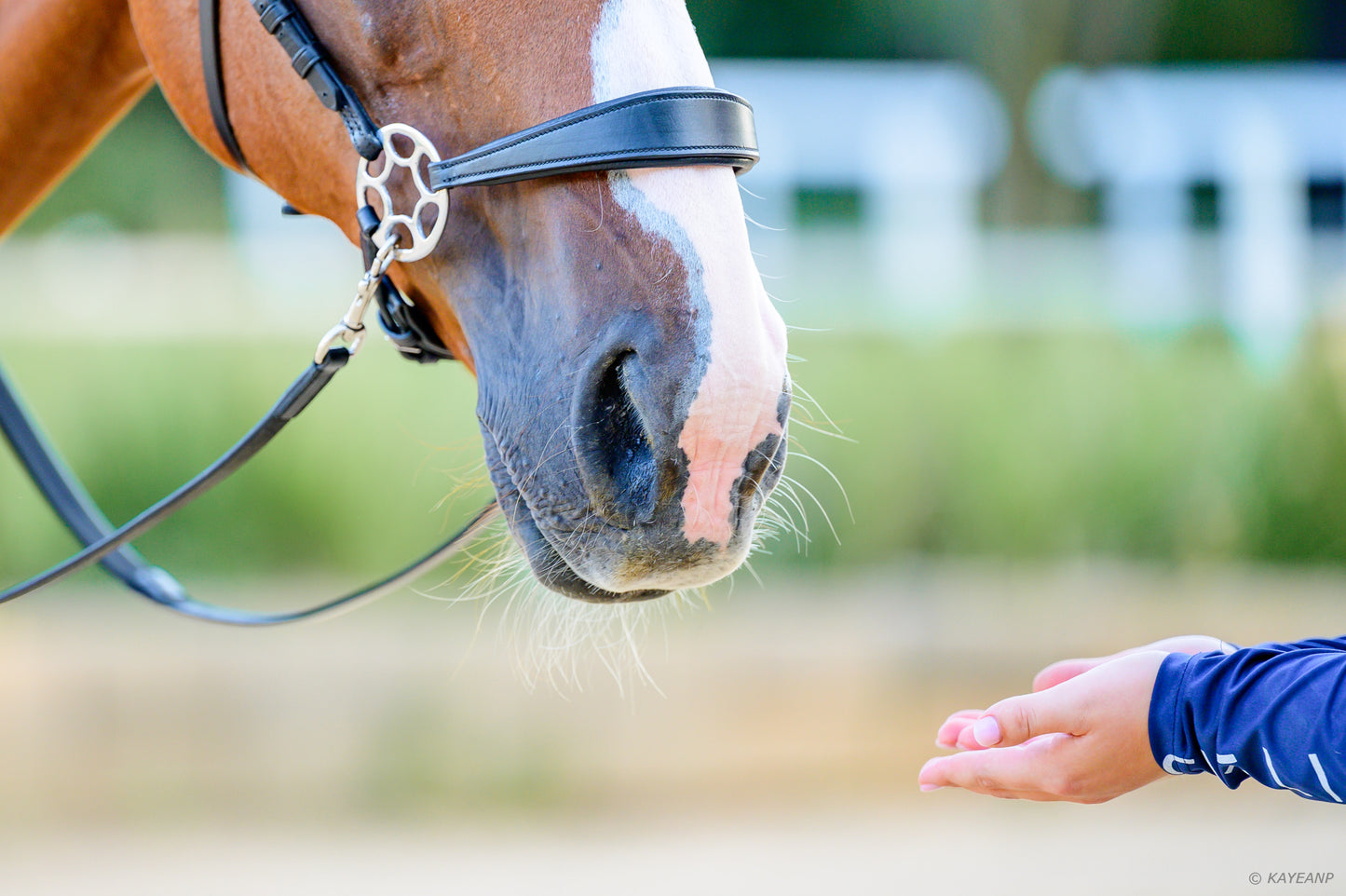 Cashmere Bitless Bridle - Black DEMO (COMBINATION)