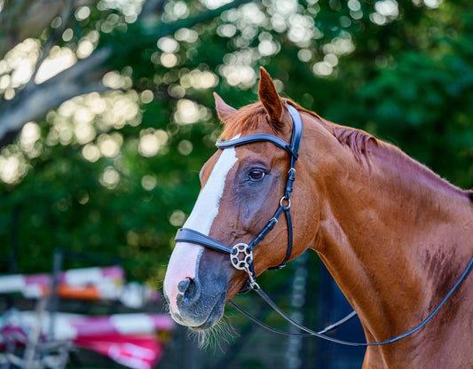 Cashmere Bitless Bridle - Black DEMO (LIGHT)