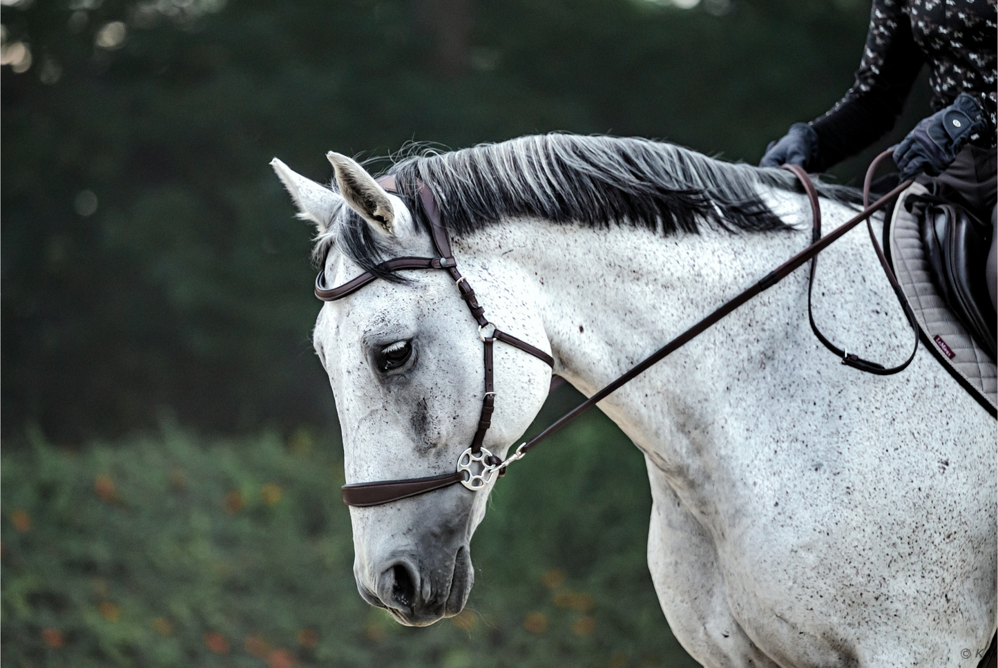 Cashmere Bitless Bridle - Chocolate Brown DEMO (LIGHT)