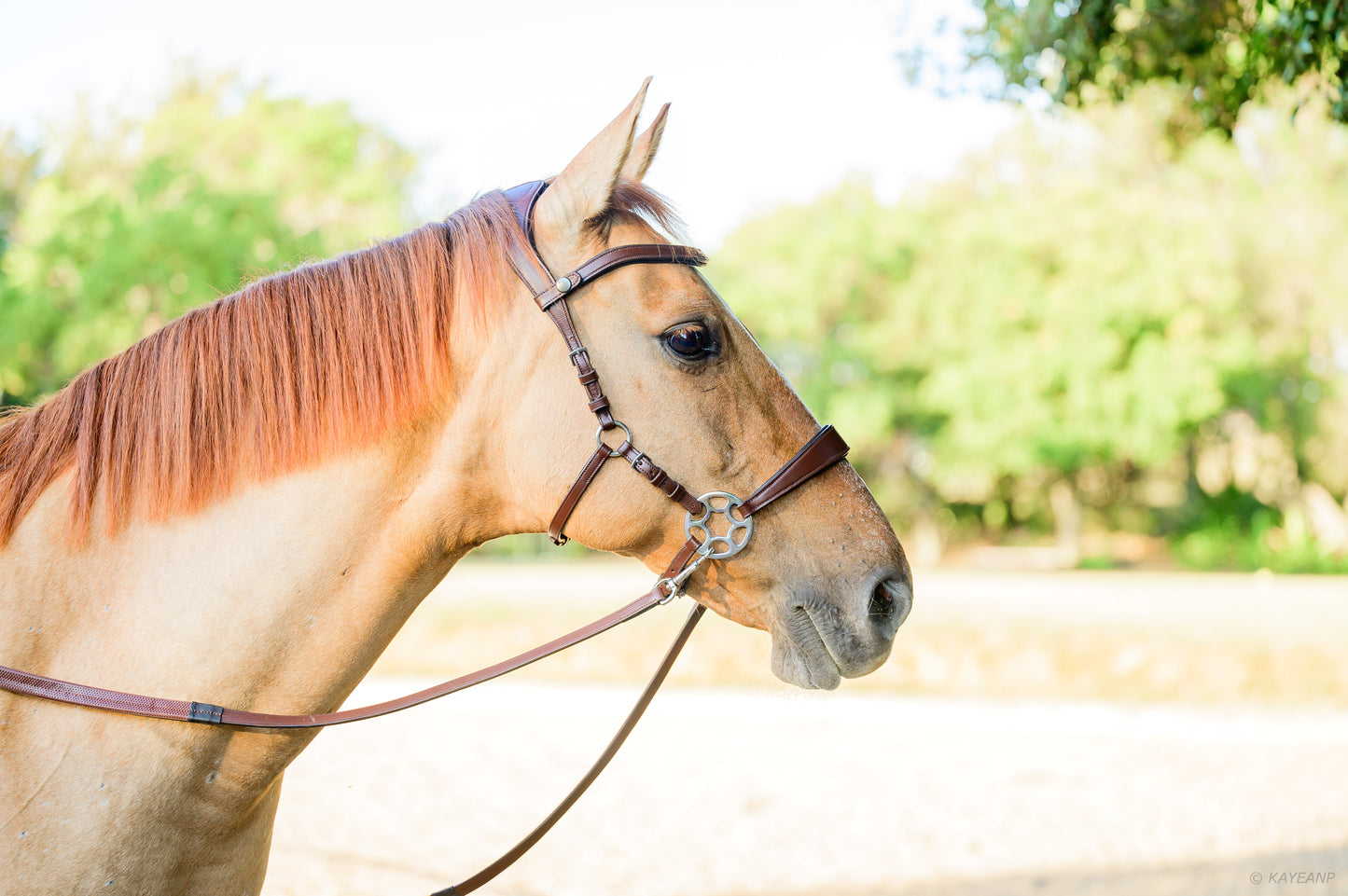 Cashmere Bitless Bridle - Oak Brown DEMO (COMBINATION)