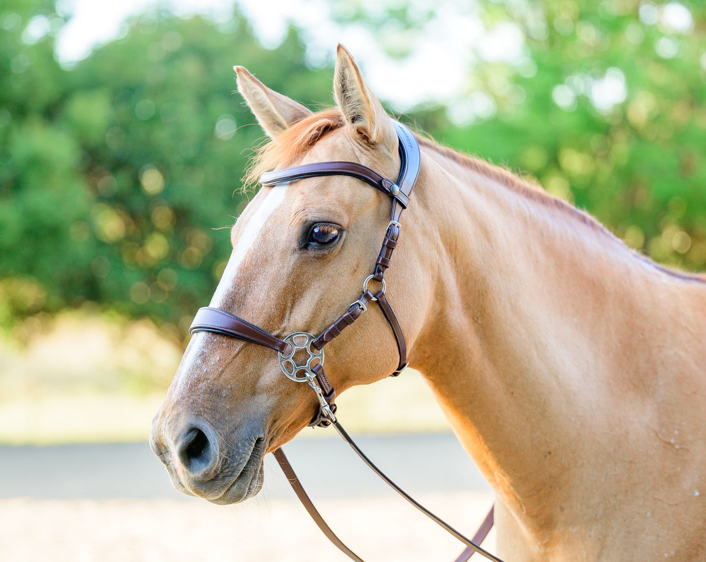 Cashmere Bitless Bridle - Oak Brown