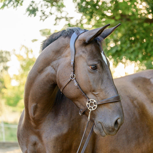 Chocolate Brown side view.