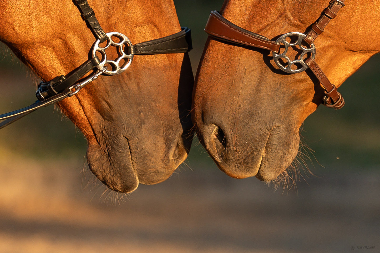 Cashmere Bitless Bridle - Black DEMO (MODERATE)