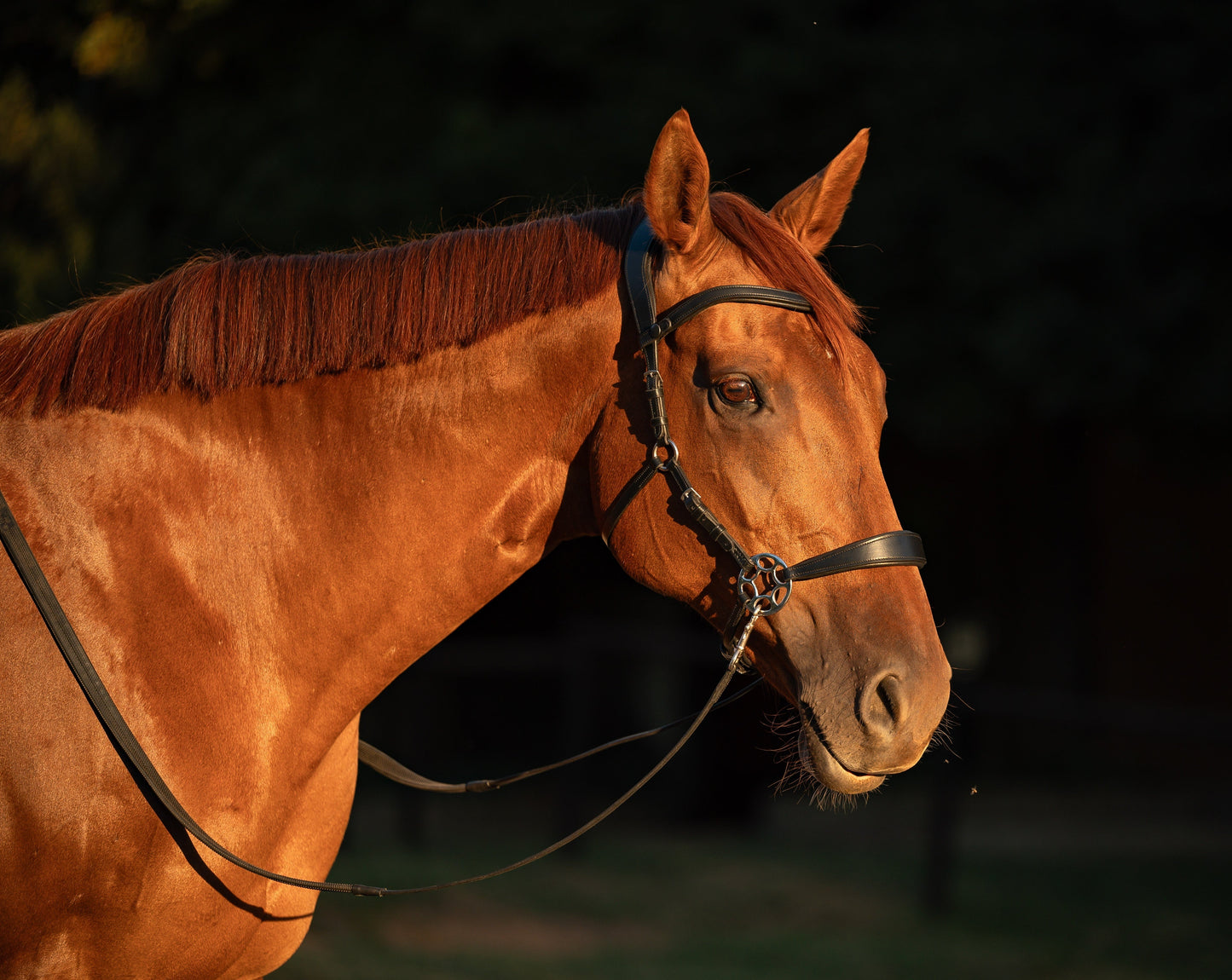 Cashmere Bitless Bridle - Black DEMO (MODERATE)