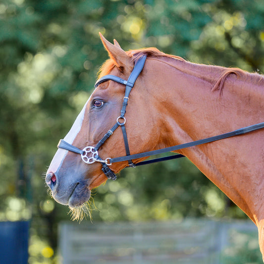 Cashmere Bitless Bridle - Black