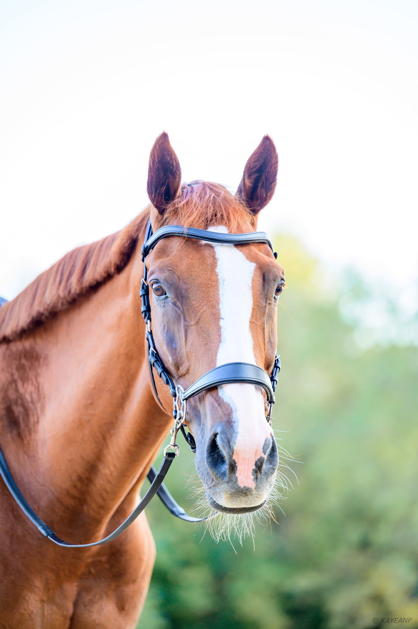 Cashmere Bitless Bridle - Black