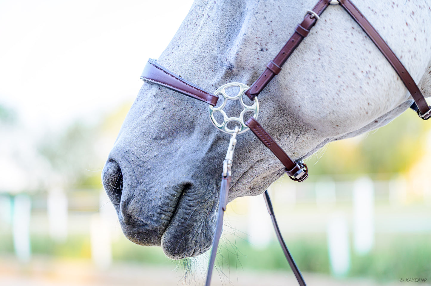 Cashmere Bitless Bridle - Oak Brown