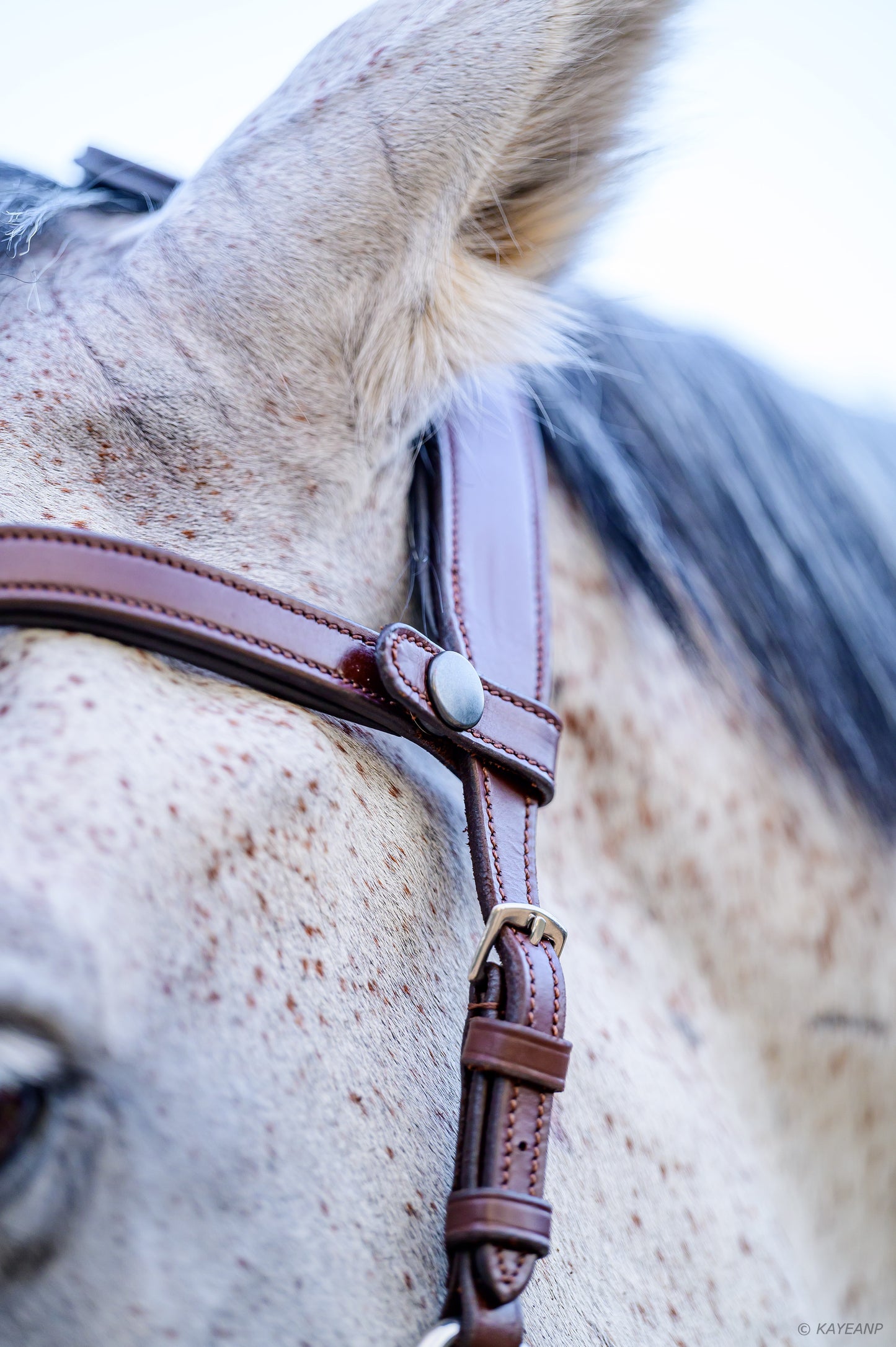 Cashmere Bitless Bridle - Oak Brown