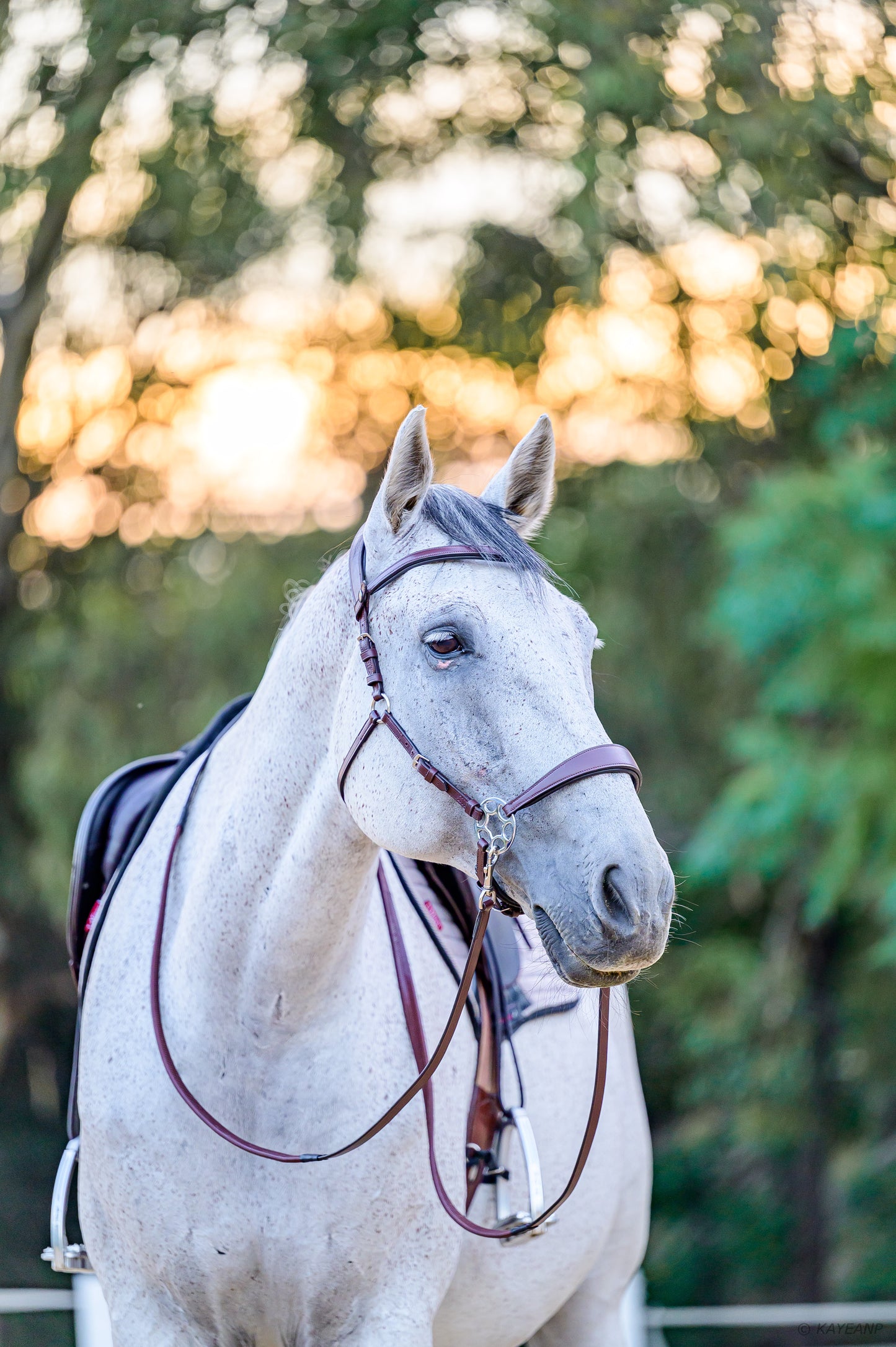 Cashmere Bitless Bridle - Oak Brown